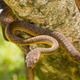 Illustration for article titled U.S. To Drop Toxic Mice On Guams Invasive Snakes